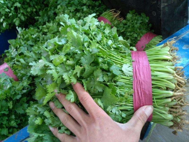 【精品】大叶香菜大量出货中品质优美可全国各地发货