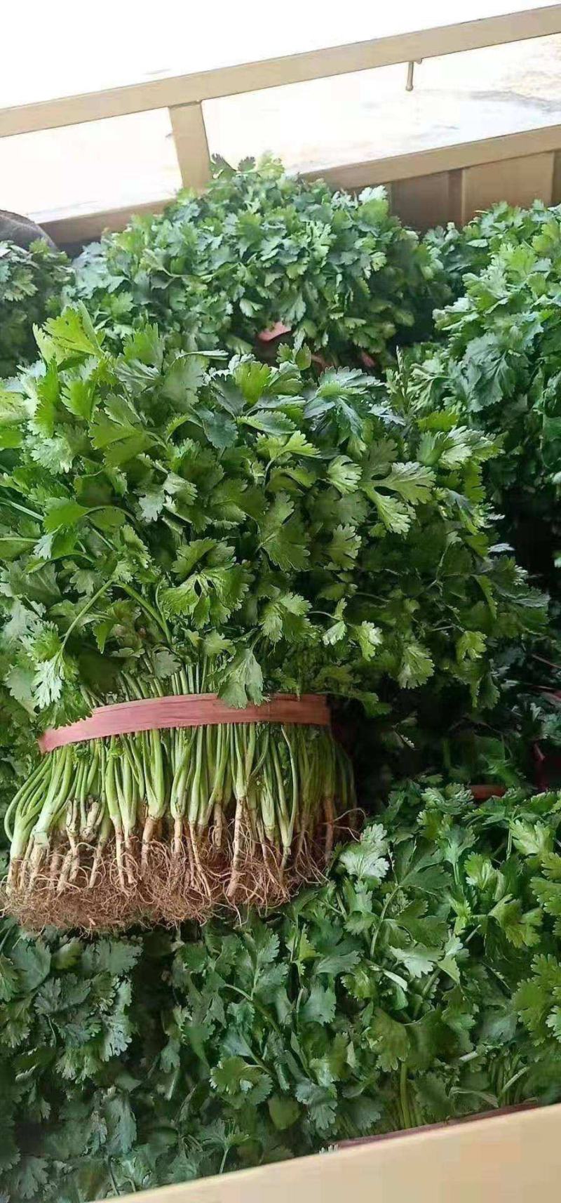 【精品】大叶香菜大量出货中品质优美可全国各地发货