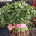 【精品】大叶香菜大量出货中品质优美可全国各地发货