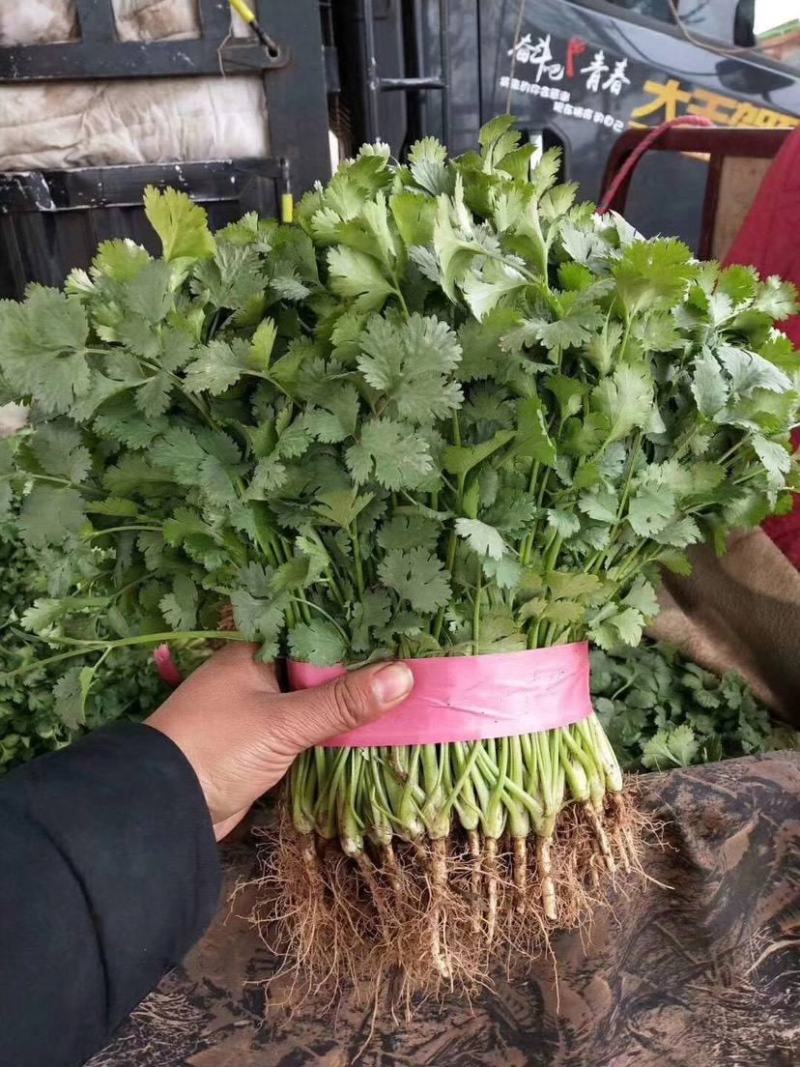 【精品】大叶香菜大量出货中品质优美可全国各地发货