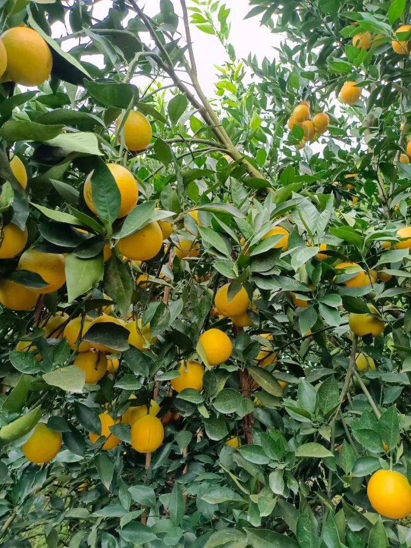 塔罗科血橙大量上市欢迎老板来撩