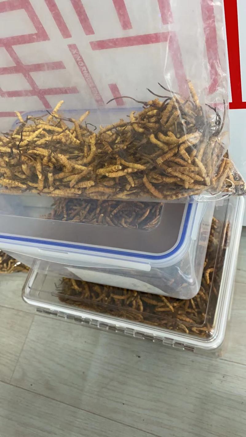 冬虫夏草是一个营养价值很高的药食同源的产品，我们是中药材