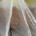 冬虫夏草是一个营养价值很高的药食同源的产品，我们是中药材