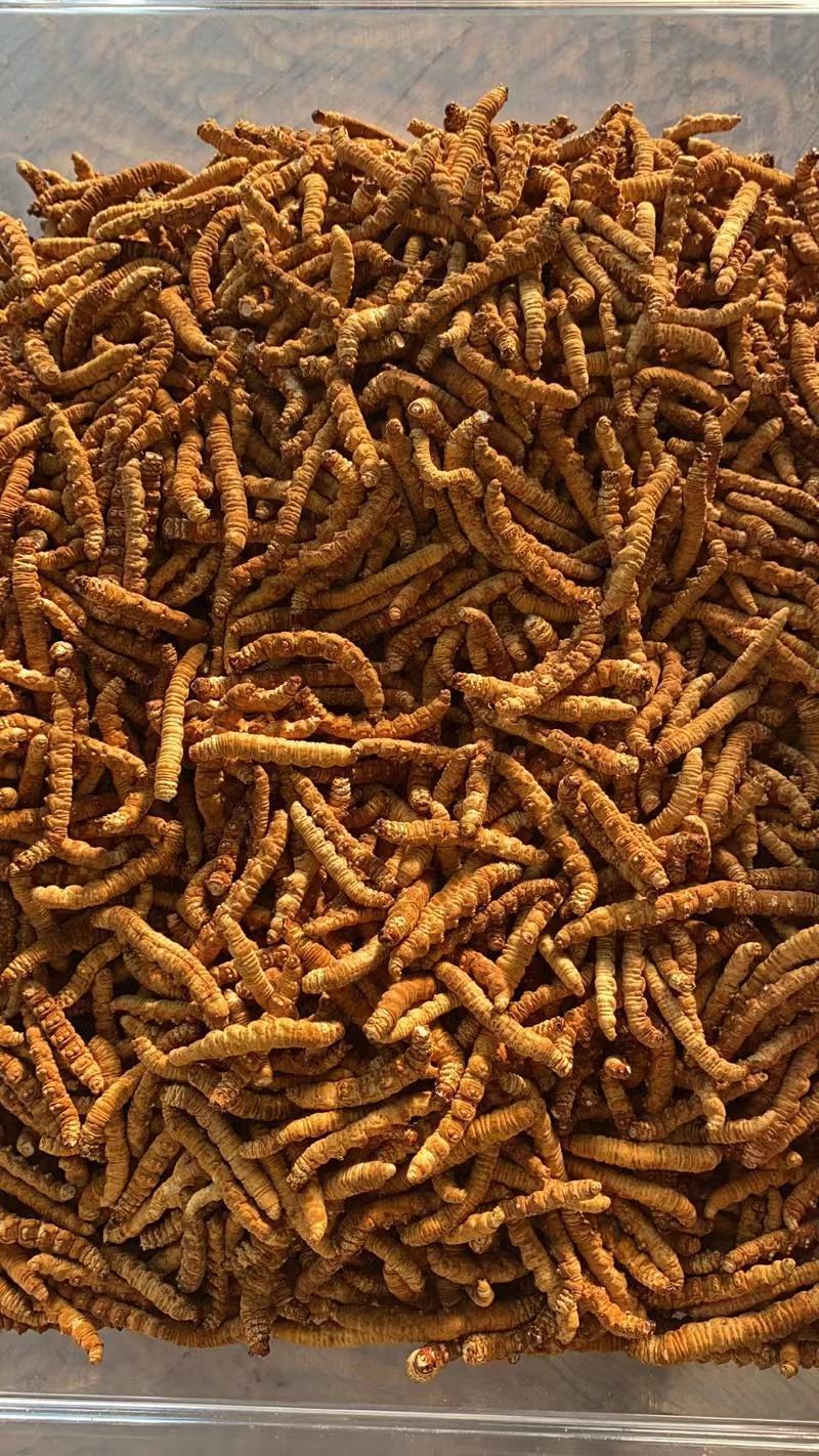 冬虫夏草是一个营养价值很高的药食同源的产品，我们是中药材