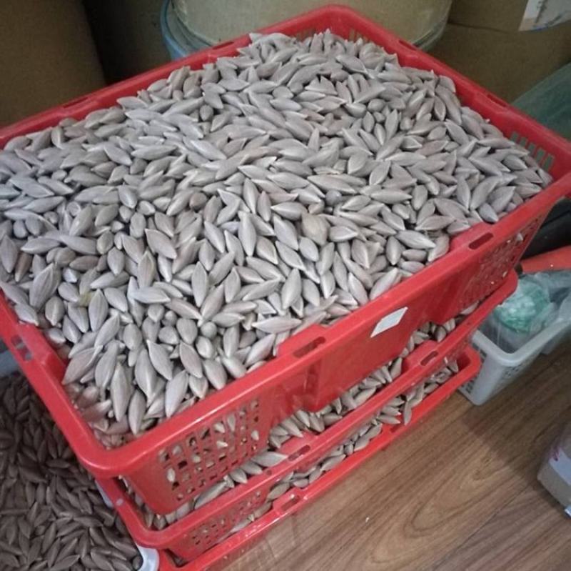 广东特产百年老树现摘新上市新鲜乌榄核30元每斤！！靓货！