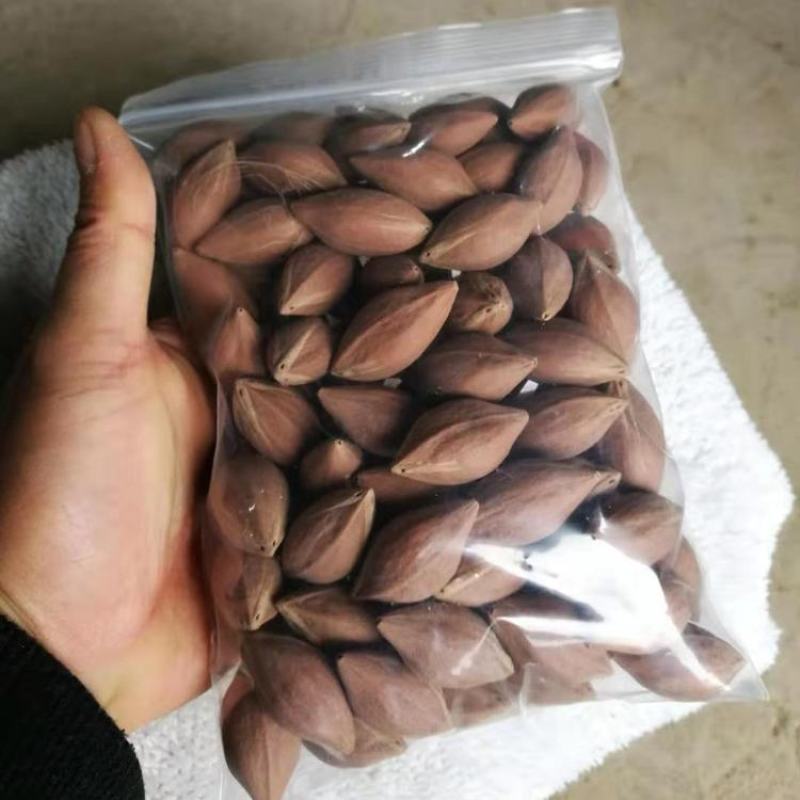 广东特产百年老树现摘新上市新鲜乌榄核30元每斤！！靓货！