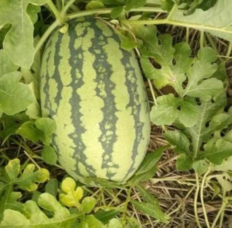 西抗八号花皮西瓜种子瓜农农户种植户大面积种植优质品种