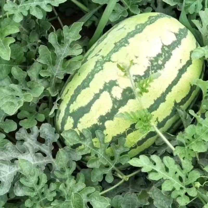 西抗八号花皮西瓜种子瓜农农户种植户大面积种植优质品种