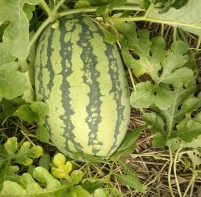 西抗八号花皮西瓜种子瓜农农户种植户大面积种植优质品种