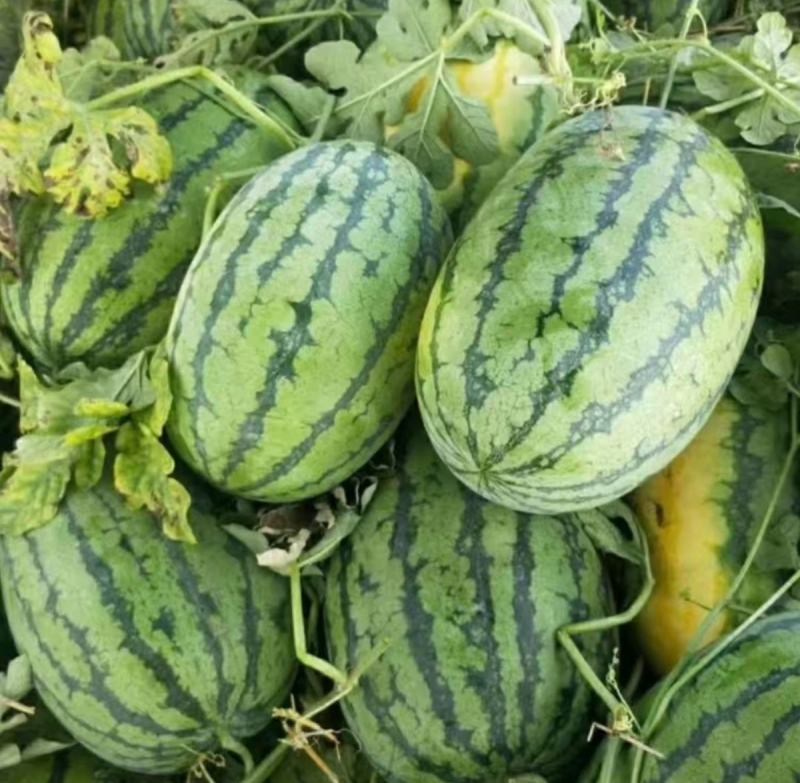 西抗八号花皮西瓜种子瓜农农户种植户大面积种植优质品种