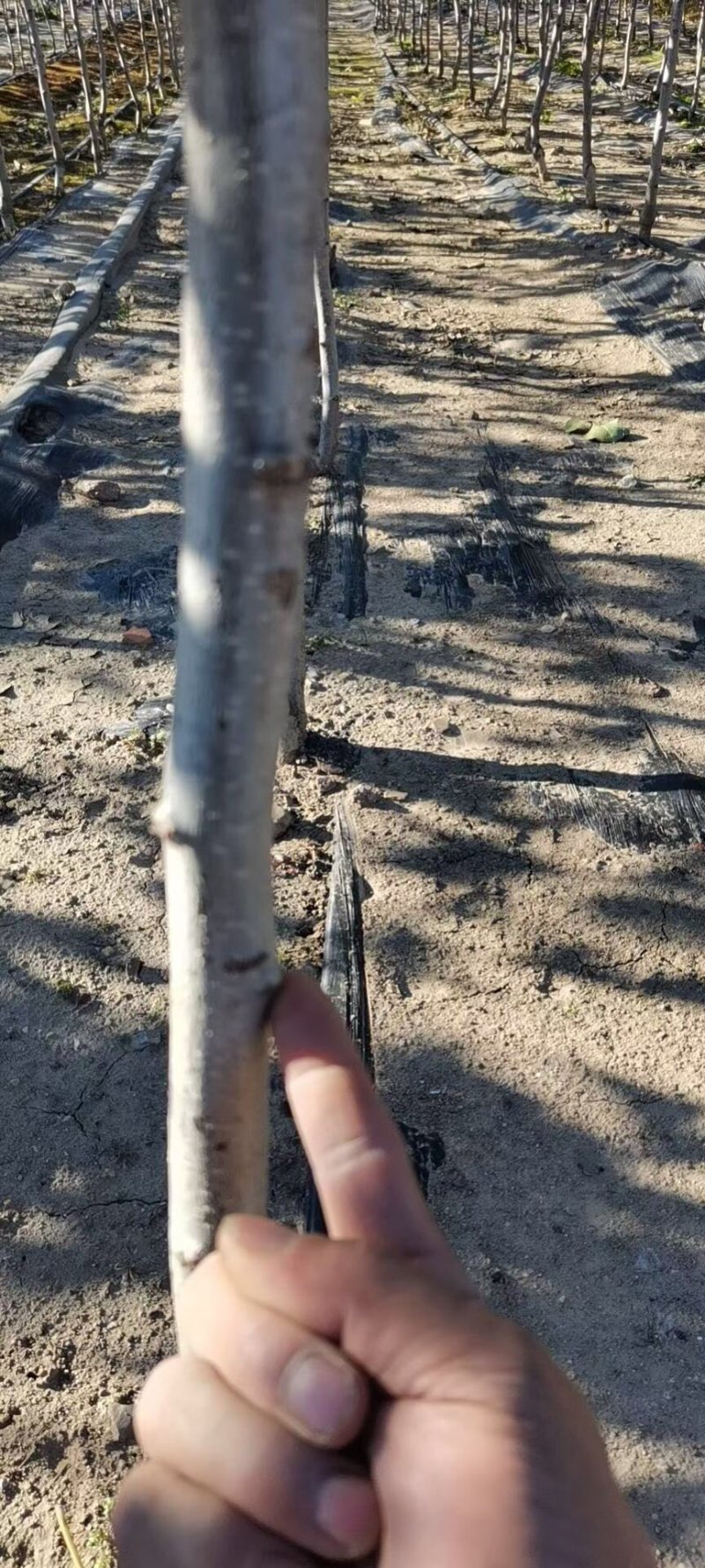 辽宁北镇山楂树，3到4公分，大金星，树型好，产地直发