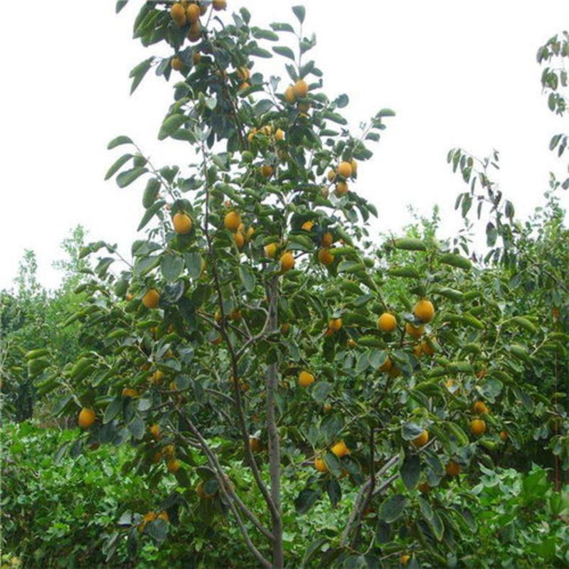 云南甜脆柿子树苗，包邮，包邮，提供后期种植技术指导！