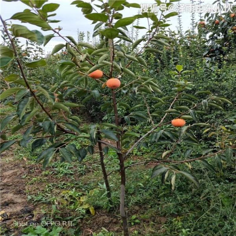 云南甜脆柿子树苗，包邮，包邮，提供后期种植技术指导！