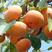 云南甜脆柿子树苗，包邮，包邮，提供后期种植技术指导！