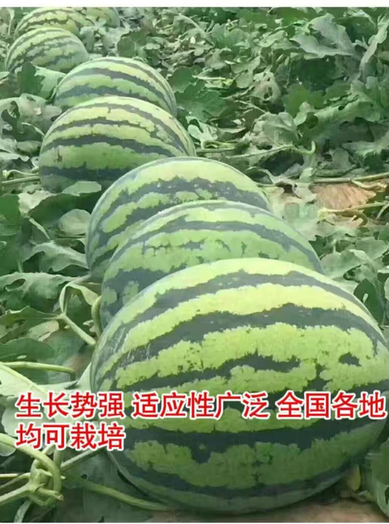 沙漠花蜜花皮西瓜种子瓜农农户种植户大面积种植水果种子