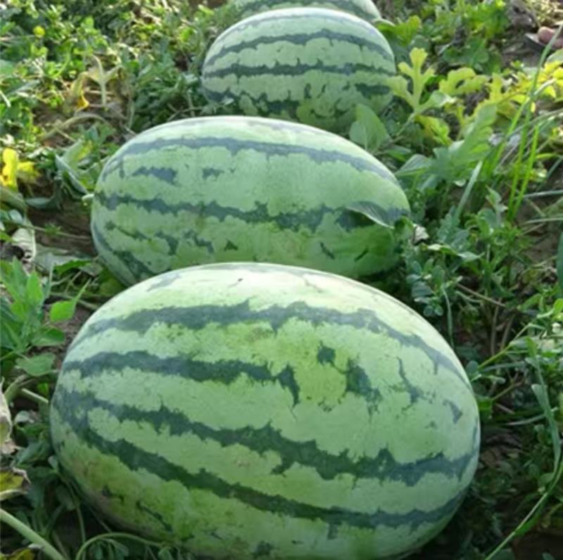 沙漠花蜜花皮西瓜种子瓜农农户种植户大面积种植水果种子
