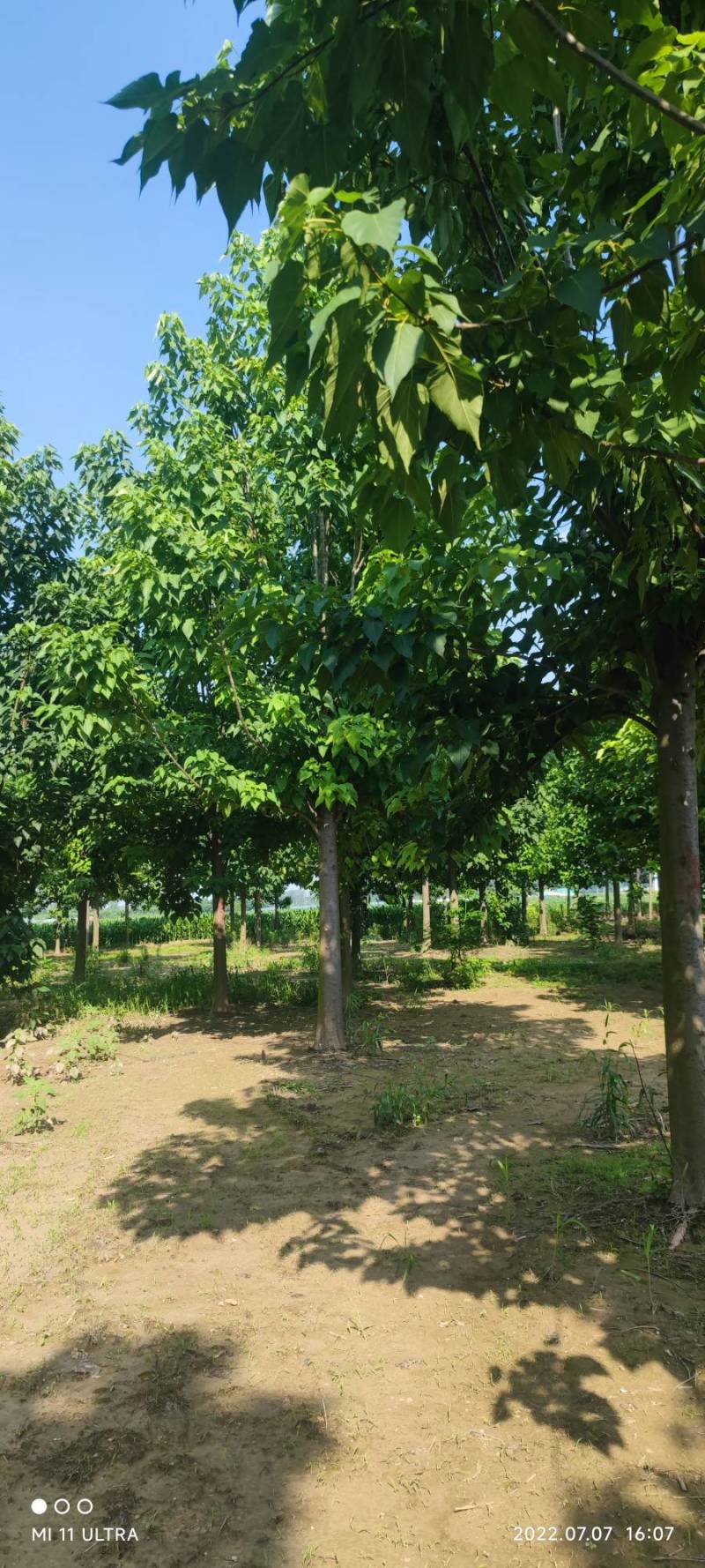 大量供应速生法桐8至20公分