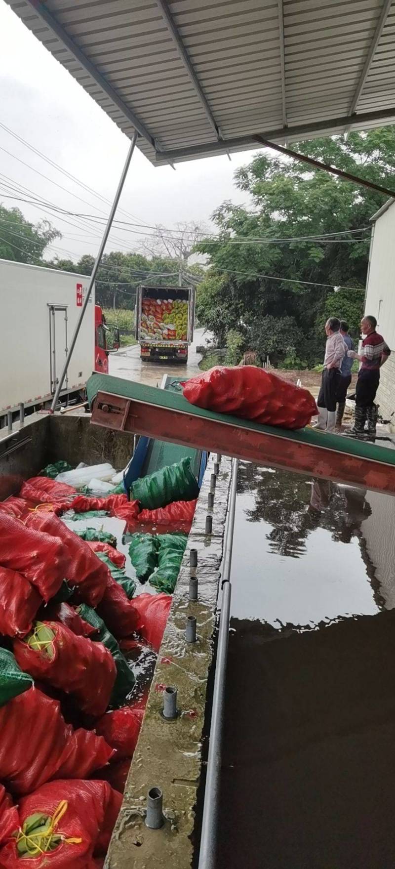 玉米福建基地种植，产地一手货源，期待和更多老板合作，共享