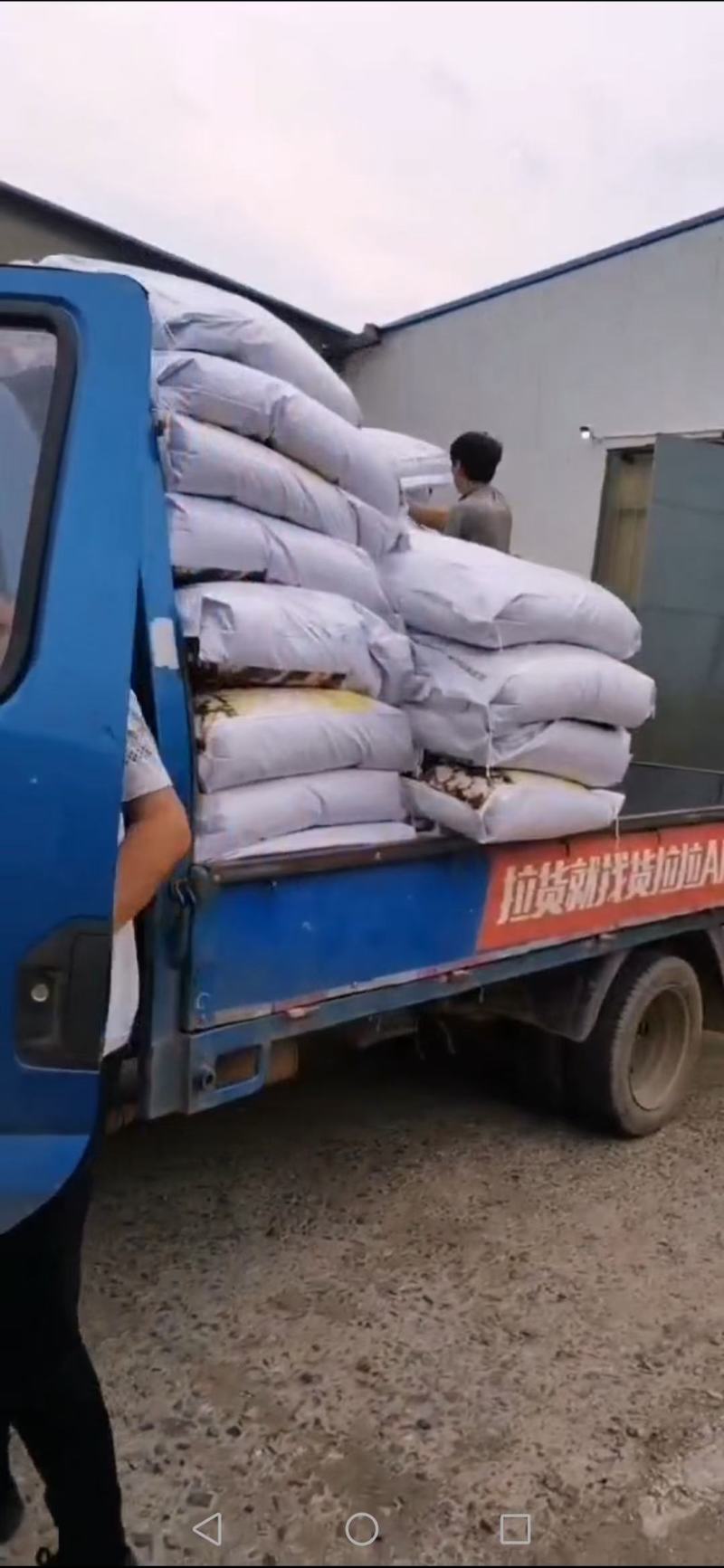 构树种子自产自销