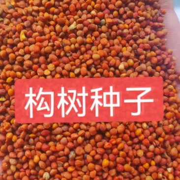 构树种子自产自销