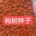 构树种子自产自销