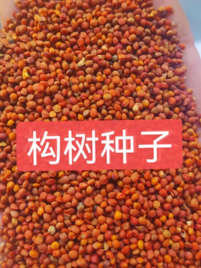 构树种子自产自销