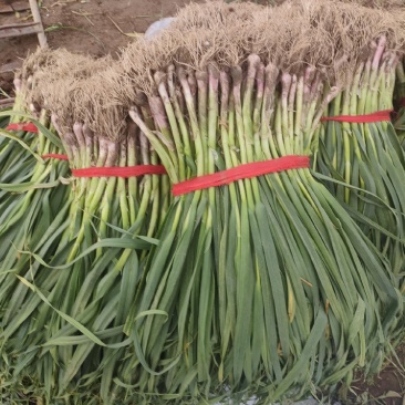 禹州市红根蒜苗，根红叶绿，正宗香蒜苗，用途广泛