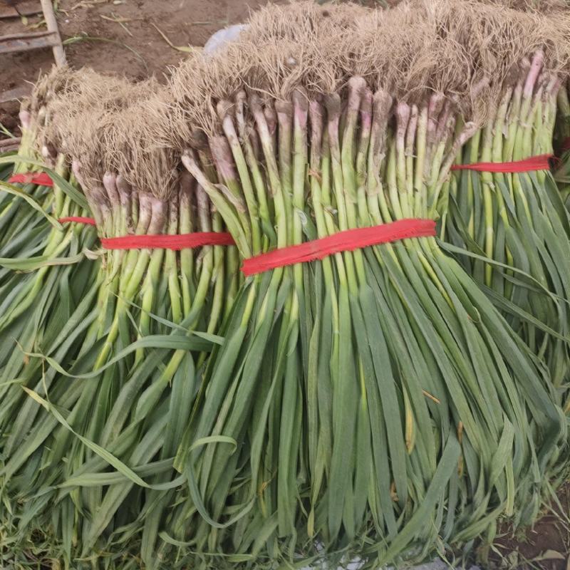 禹州市红根蒜苗，根红叶绿，正宗香蒜苗，用途广泛