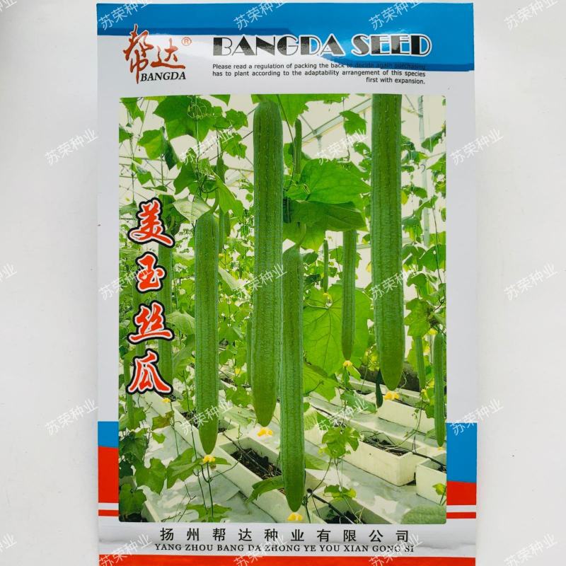 帮达美玉丝瓜种子早熟长丝瓜春秋四季播农家阳台盆栽易种丝瓜