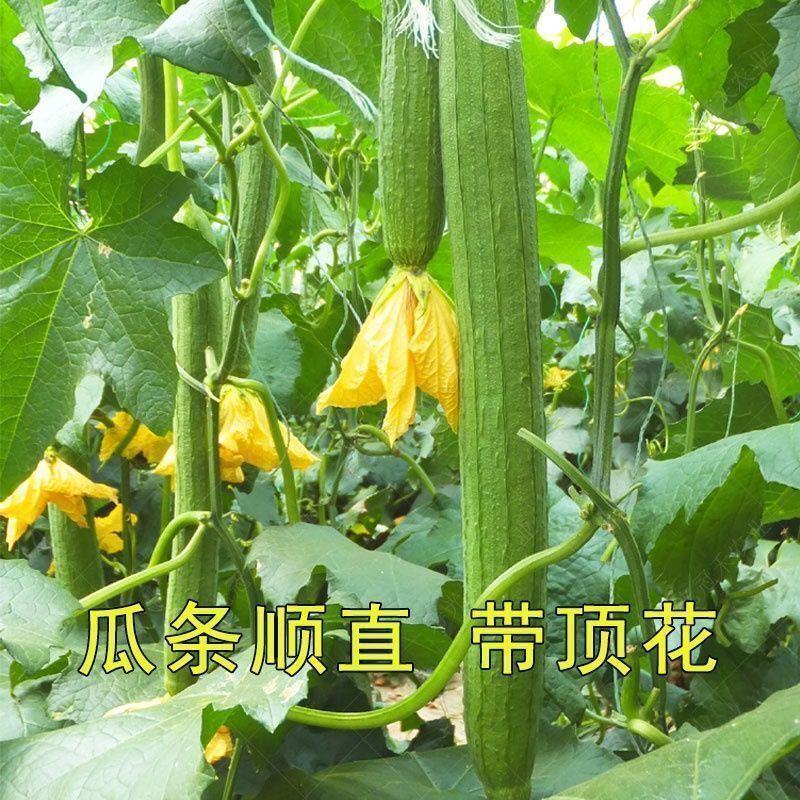 帮达美玉丝瓜种子早熟长丝瓜春秋四季播农家阳台盆栽易种丝瓜
