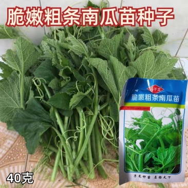 南瓜苗种子专吃藤茎嫩叶四季蔬菜种子阳台盆栽特色蔬菜子