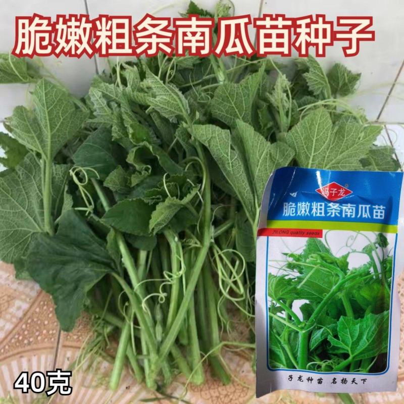南瓜苗种子专吃藤茎嫩叶四季蔬菜种子阳台盆栽特色蔬菜子