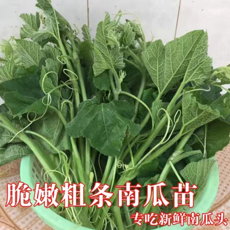 南瓜苗种子专吃藤茎嫩叶四季蔬菜种子阳台盆栽特色蔬菜子