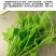 南瓜苗种子专吃藤茎嫩叶四季蔬菜种子阳台盆栽特色蔬菜子