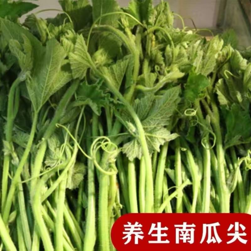 南瓜苗种子专吃藤茎嫩叶四季蔬菜种子阳台盆栽特色蔬菜子