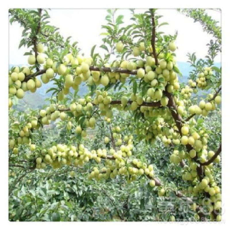 云南蜂糖李(李子)树苗，提供优质果树苗，提供后期技术指导