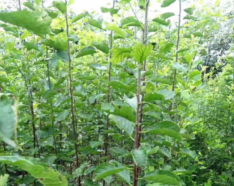 云南蜂糖李(李子)树苗，提供优质果树苗，提供后期技术指导
