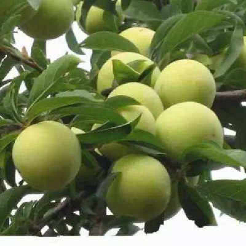 云南蜂糖李(李子)树苗，提供优质果树苗，提供后期技术指导