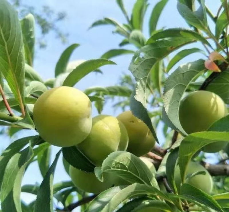 云南蜂糖李(李子)树苗，提供优质果树苗，提供后期技术指导