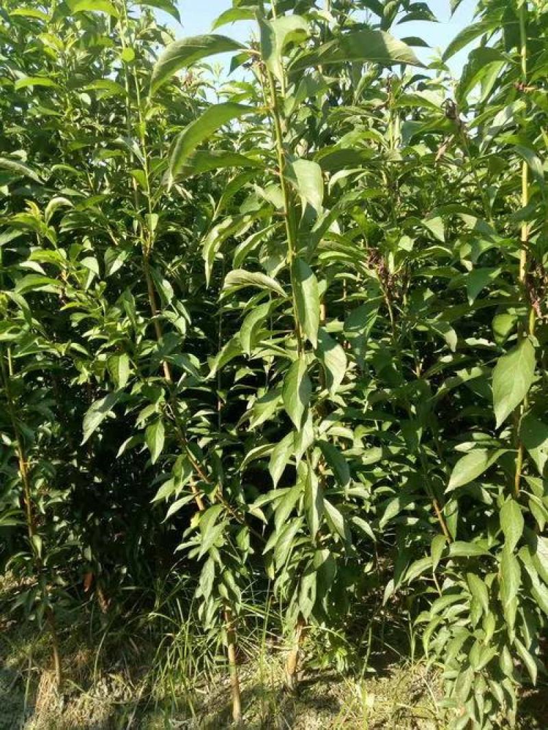 云南蜂糖李(李子)树苗，提供优质果树苗，提供后期技术指导