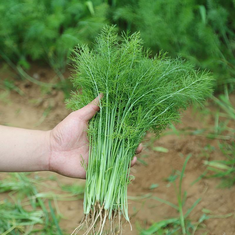 【精品】小茴香保质保量啥规格的都有欢迎抢购