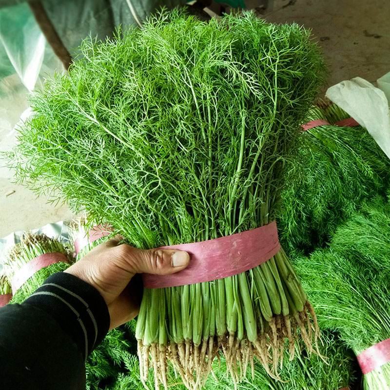 【精品】小茴香保质保量啥规格的都有欢迎抢购