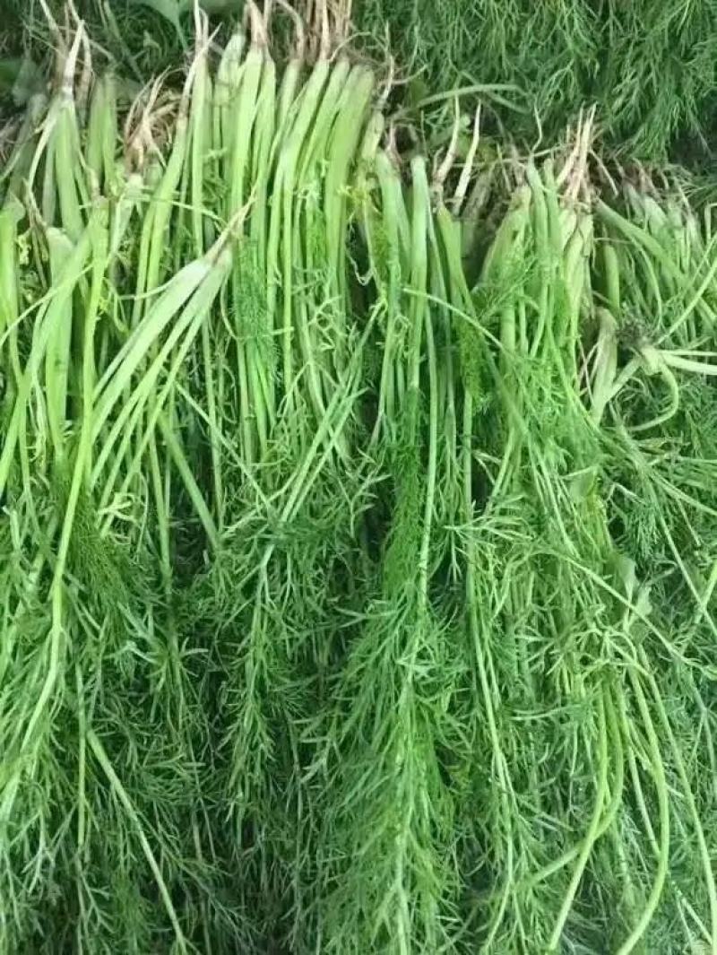【精品】小茴香保质保量啥规格的都有欢迎抢购