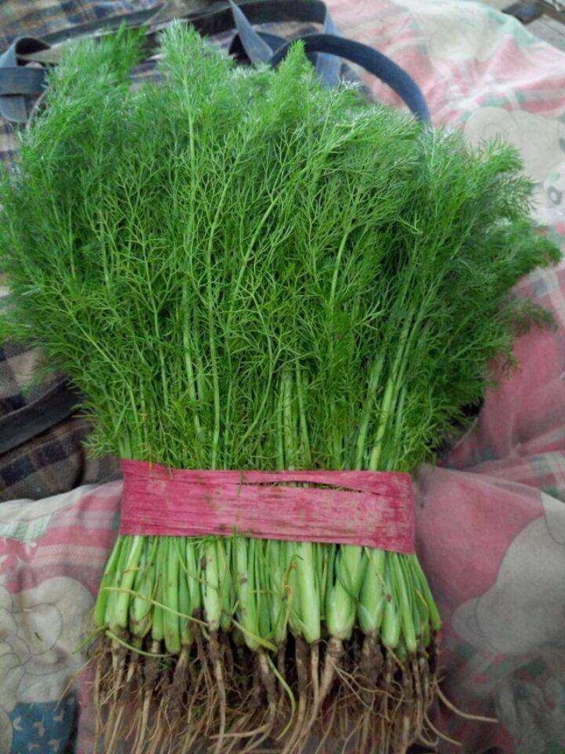 【精品】小茴香保质保量啥规格的都有欢迎抢购