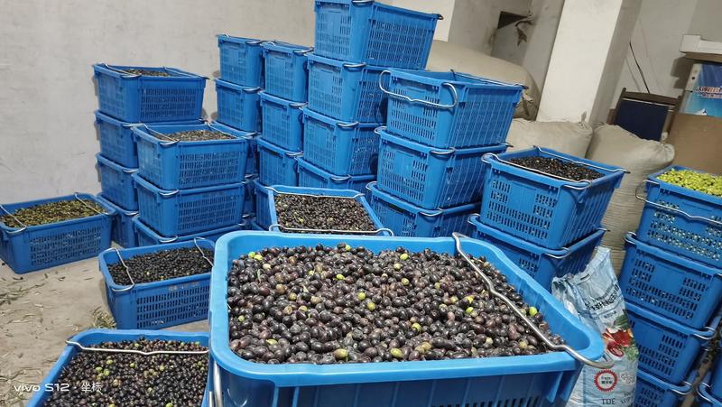 【推荐】甘肃武都油橄榄鲜果货源充足供货稳定可视频看货