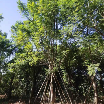 蓝花楹地苗30公分福建漳州种植基地苗农一手货源低价批发