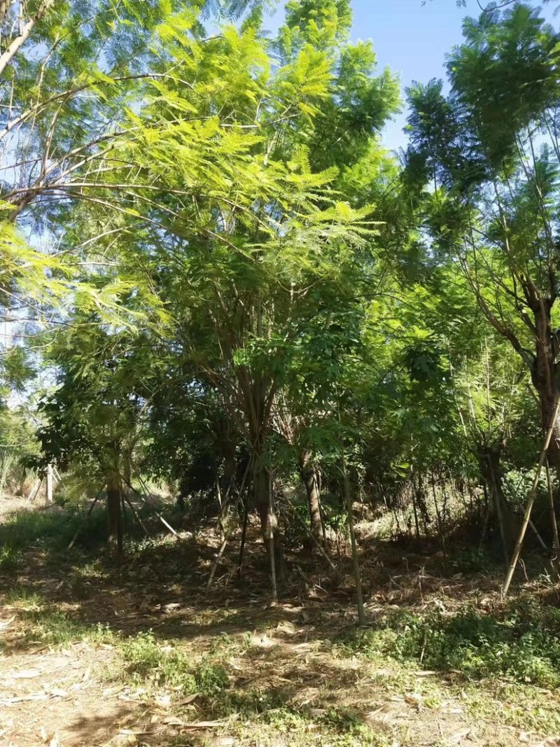 蓝花楹地苗30公分福建漳州种植基地苗农一手货源低价批发
