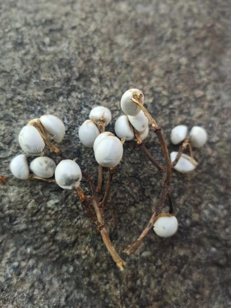 湖北产地产新乌桕种籽颗颗饱满，发芽率100%。