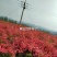 杜鹃映山红黄杜鹃苗一手货源量大优惠欢迎基地考察