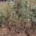 杜鹃映山红黄杜鹃苗一手货源量大优惠欢迎基地考察